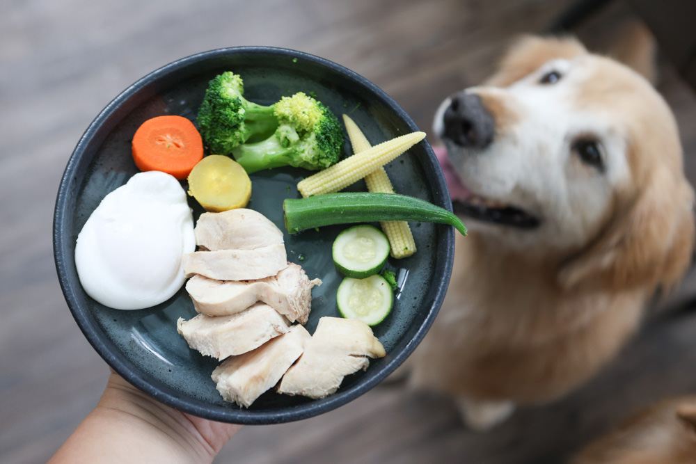 花蓮美食｜花蓮woof汪寵物餐廳、汪woof cafe。花蓮寵物餐廳、十隻超萌巨貴陪伴拍照玩耍、大草皮、花蓮室內景點、花蓮雨天景點