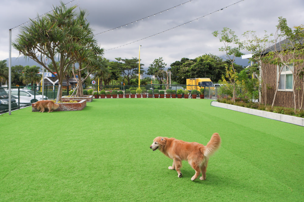 花蓮美食｜花蓮woof汪寵物餐廳、汪woof cafe。花蓮寵物餐廳、十隻超萌巨貴陪伴拍照玩耍、大草皮、花蓮室內景點、花蓮雨天景點