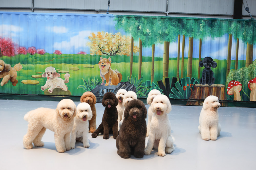 花蓮美食｜花蓮woof汪寵物餐廳、汪woof cafe。花蓮寵物餐廳、十隻超萌巨貴陪伴拍照玩耍、大草皮、花蓮室內景點、花蓮雨天景點