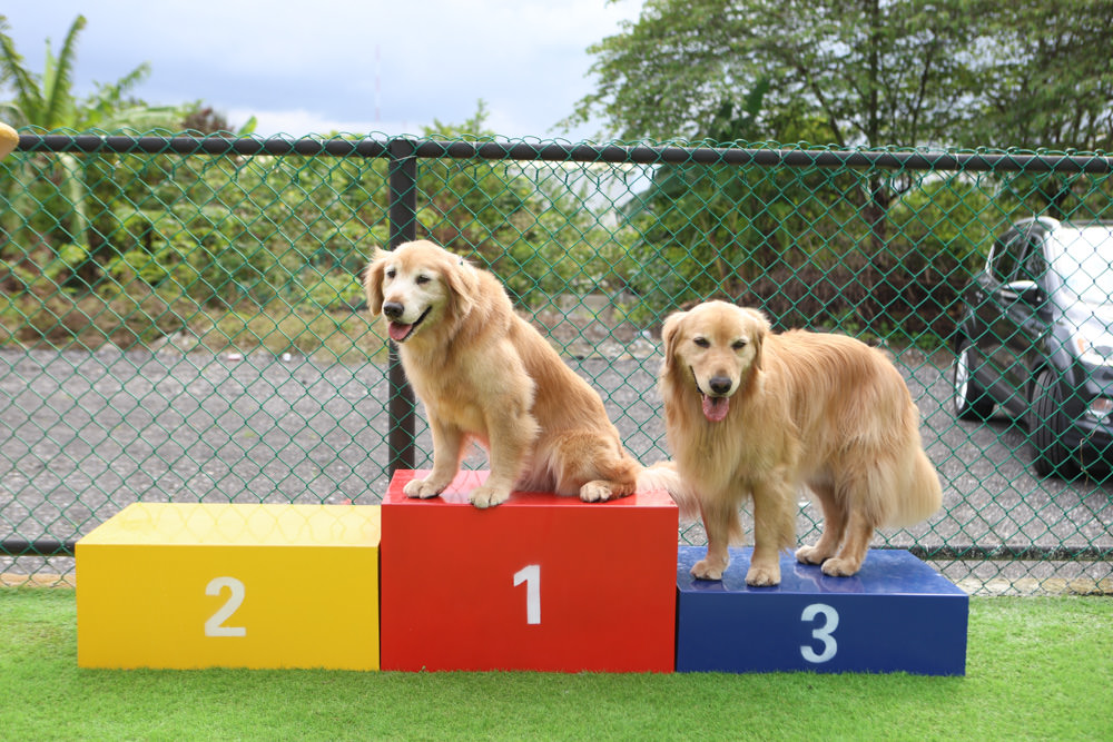 花蓮美食｜花蓮woof汪寵物餐廳、汪woof cafe。花蓮寵物餐廳、十隻超萌巨貴陪伴拍照玩耍、大草皮、花蓮室內景點、花蓮雨天景點