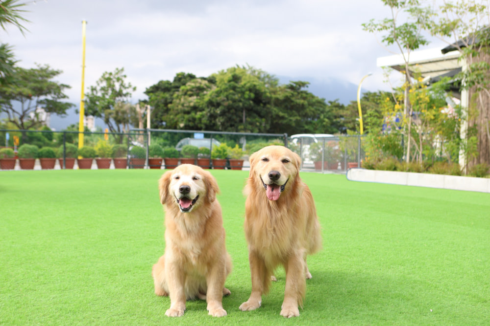 花蓮美食｜花蓮woof汪寵物餐廳、汪woof cafe。花蓮寵物餐廳、十隻超萌巨貴陪伴拍照玩耍、大草皮、花蓮室內景點、花蓮雨天景點