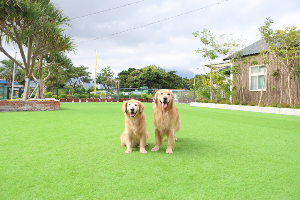 花蓮美食｜花蓮woof汪寵物餐廳、汪woof cafe。花蓮寵物餐廳、十隻超萌巨貴陪伴拍照玩耍、大草皮、花蓮室內景點、花蓮雨天景點