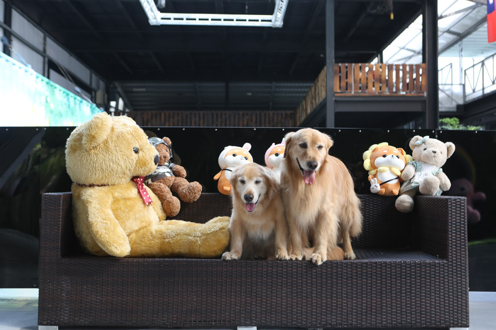 花蓮美食｜花蓮woof汪寵物餐廳、汪woof cafe。花蓮寵物餐廳、十隻超萌巨貴陪伴拍照玩耍、大草皮、花蓮室內景點、花蓮雨天景點